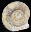 Parkinsonia Dorsetensis Ammonite - England #30778-2